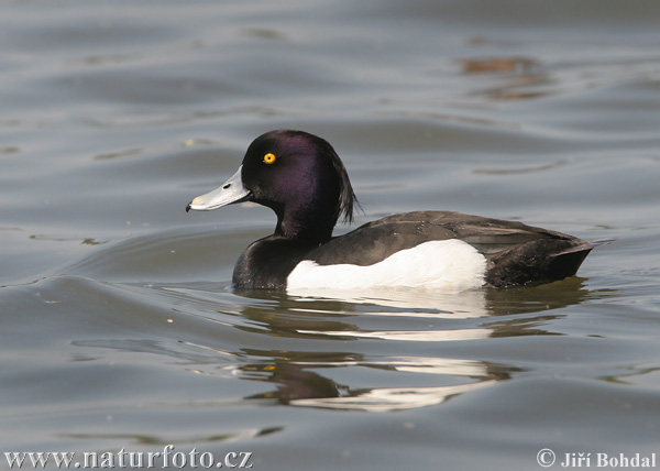 Хохлатая чернеть