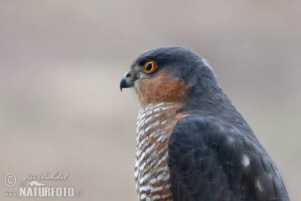 Јастреб врапчар