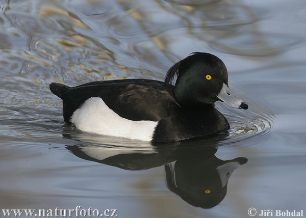Качулата потапница