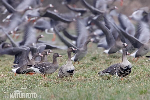 Белалобая гусь