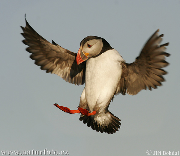 �ъпоклюна кайра