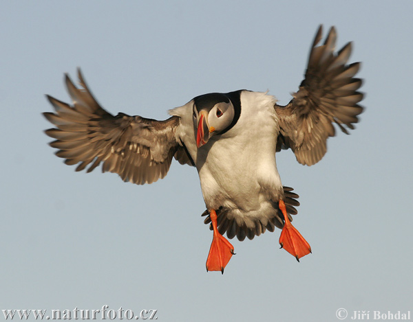 �ъпоклюна кайра