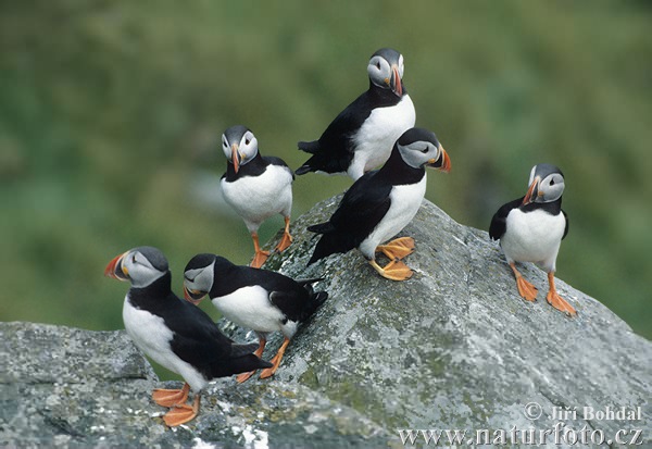 �ъпоклюна кайра