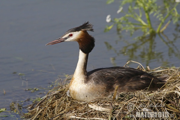 Пірникоза велика