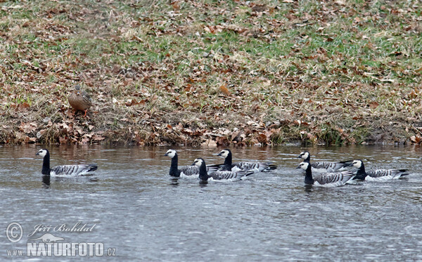 Белощёкая казарка