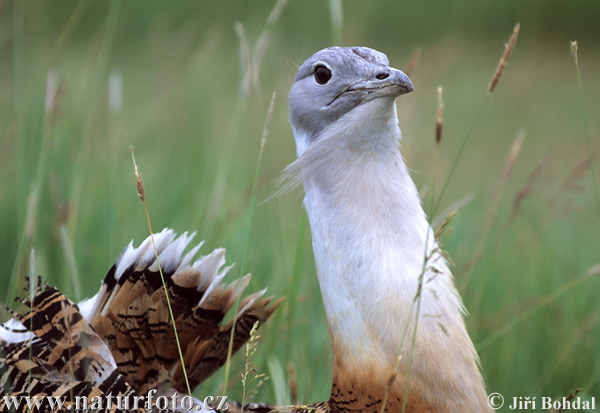 �بارى كبرى