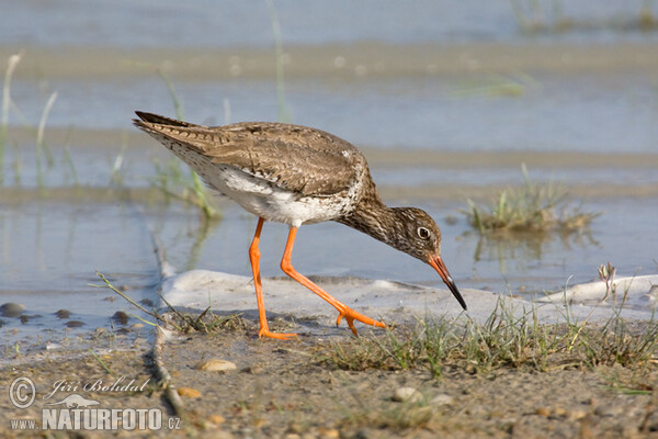 Црвенонога тринга