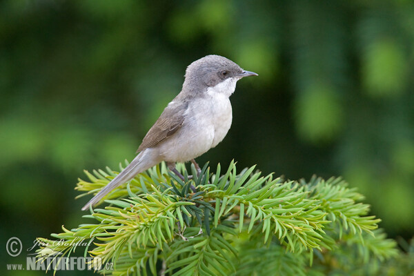 هازجة فيراني