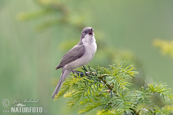 هازجة فيراني