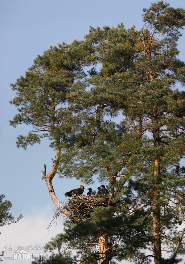 Θαλασσαετός