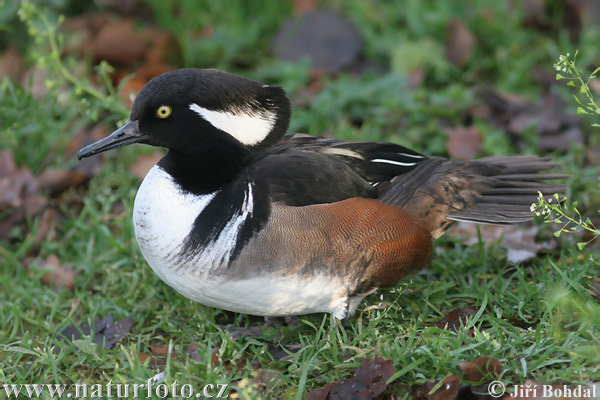 �мерикански нирец