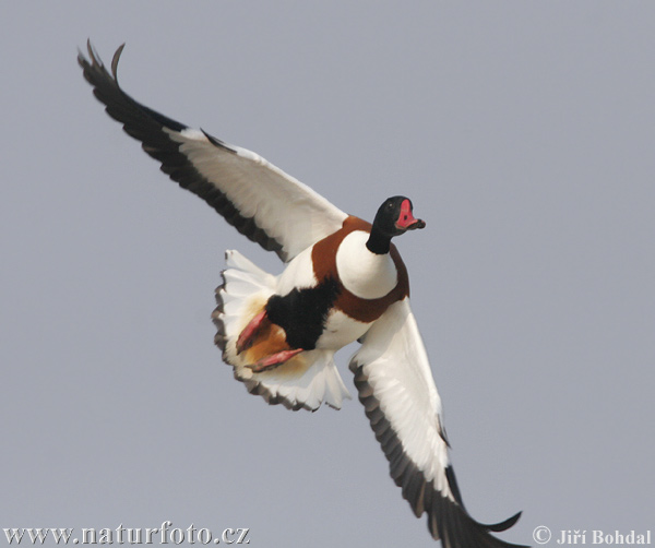 �هرمان شائع