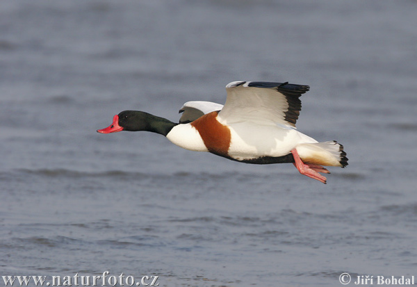 �هرمان شائع