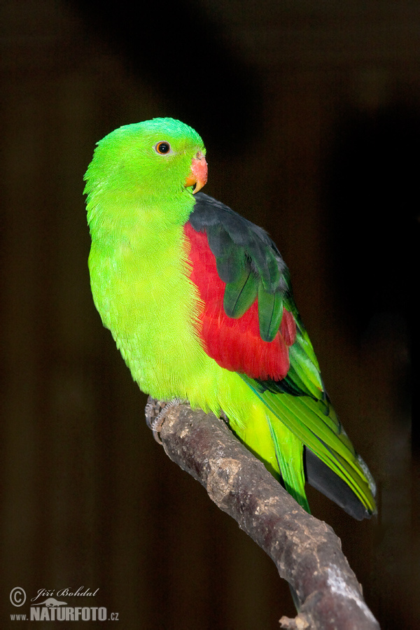 Краснокрылый попугай
