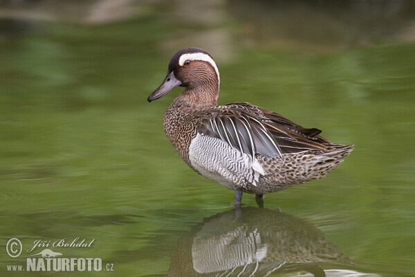خوتکای ابرو سفید