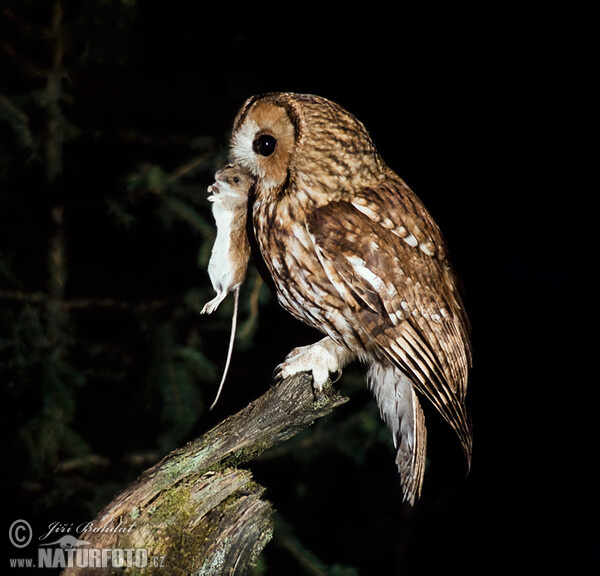 البومة السمراء