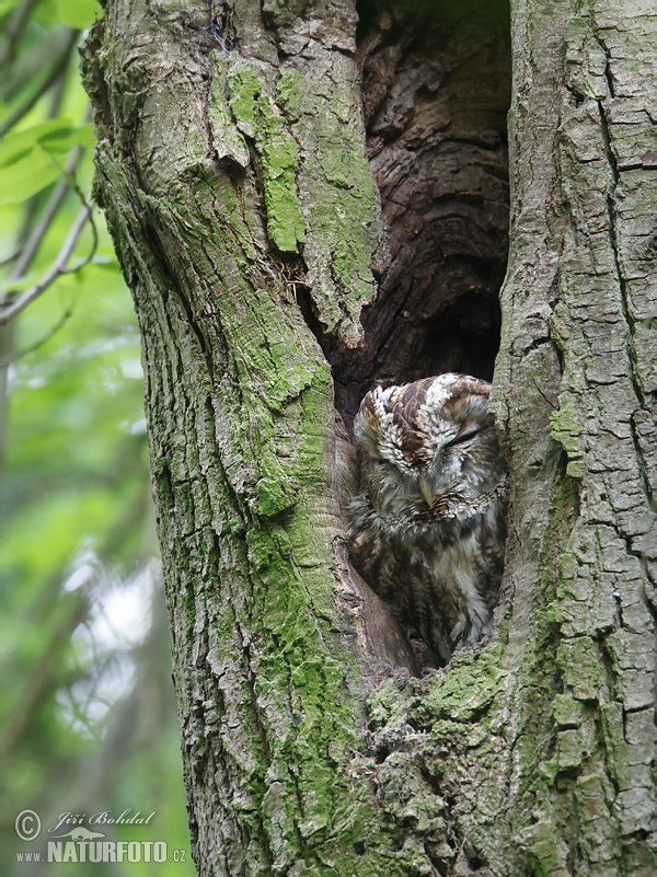 البومة السمراء