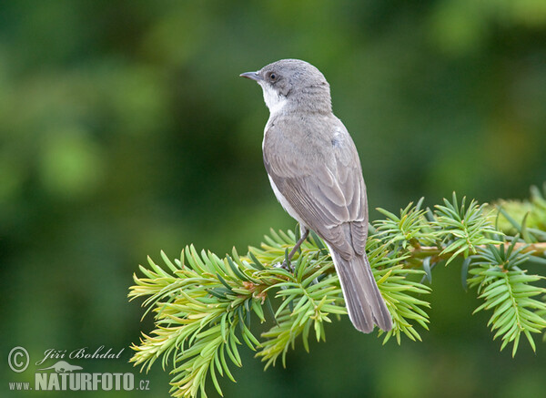 Λαλοτσιροβάκος