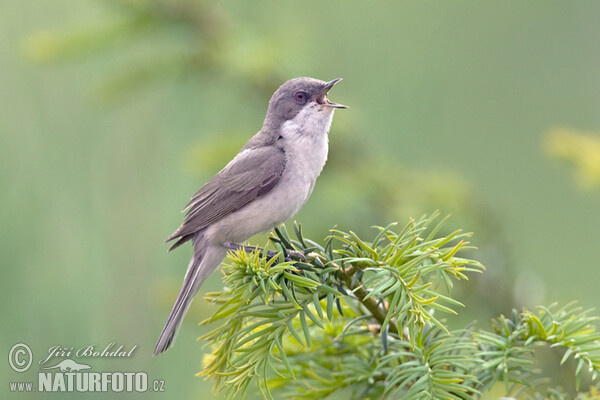 Λαλοτσιροβάκος