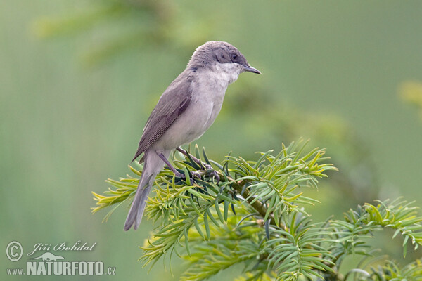Λαλοτσιροβάκος