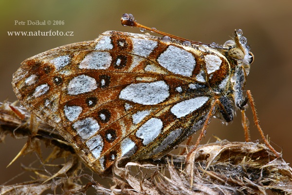 Dostojka latonia