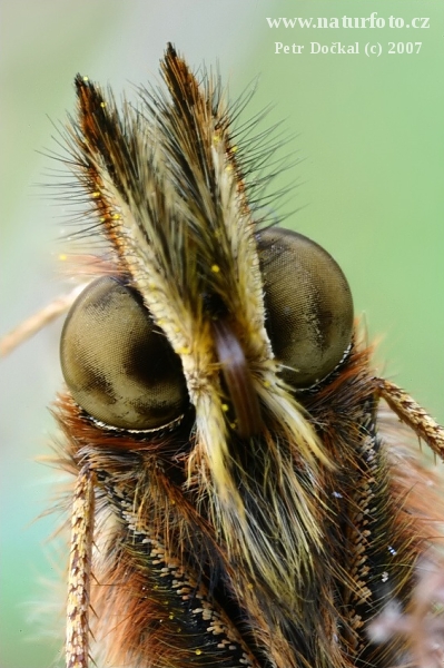 Dostojka latonia