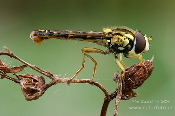 ewöhnliche Langbauchschwebfliege