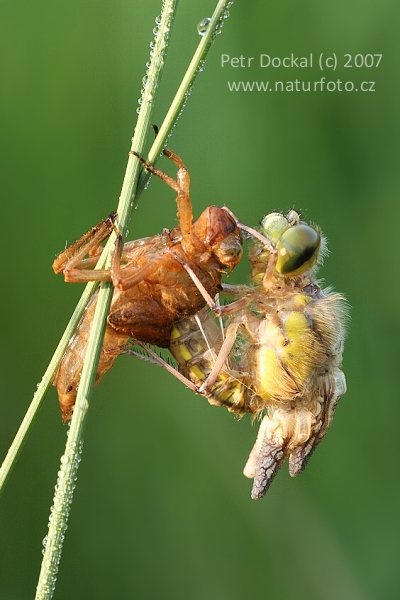 lack-tailed Skimmer