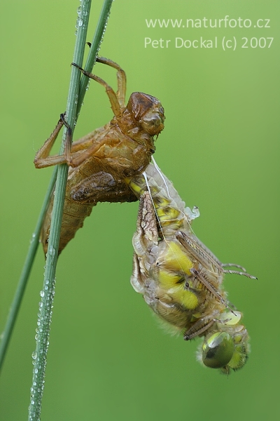 Orthetrum cancellatum