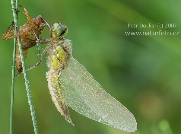 Orthetrum cancellatum