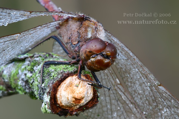 Ruddy Darter, libélula flecha roja