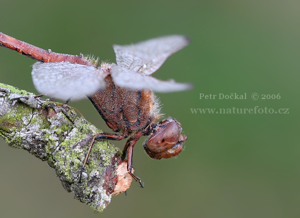 Ruddy Darter, libélula flecha roja