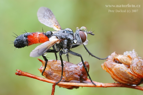 sp.Tachina Diptera