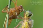 Black-tailed Skimmer F