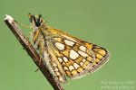 Chequered Skipper