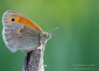 Coenonympha pamphilus