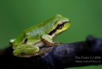 Common Tree Frog