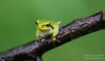 Common Tree Frog