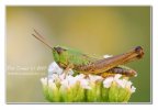 Grasshopper