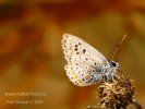 Plebejus idas