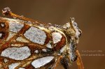 Queen of Spain Fritillary