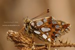 Queen of Spain Fritillary