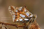 Queen of Spain Fritillary