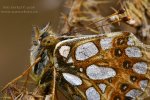 Queen of Spain Fritillary