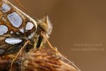 Queen of Spain Fritillary