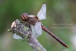 Ruddy Darter, libélula flecha roja