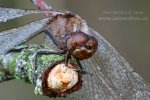 Ruddy Darter, libélula flecha roja