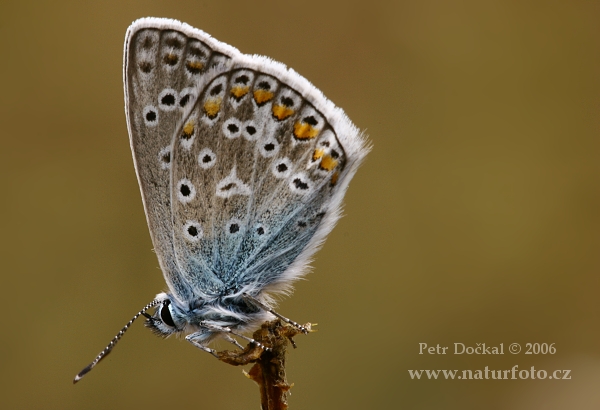 Vals heideblauwtje