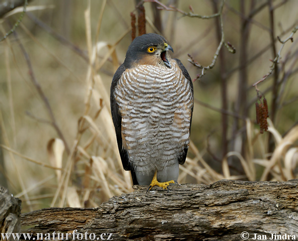 Accipiter nisus