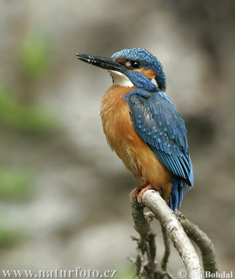 Alcedo atthis